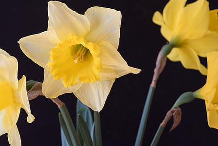 macro photography of yellow petaled flower thumbnail