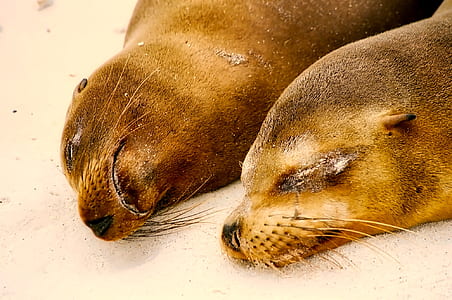 two brown seals thumbnail