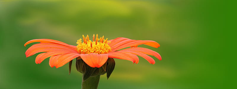 selective focus photography of orange daisy thumbnail