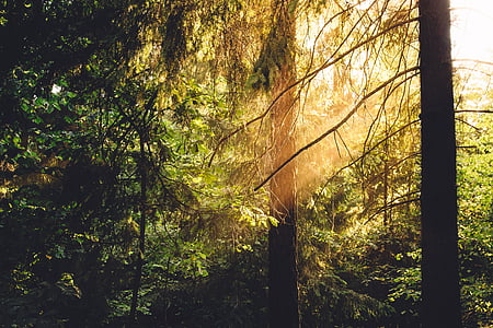 middle of forest thumbnail