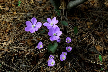 purple flowers thumbnail