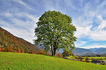 green leafed trees thumbnail