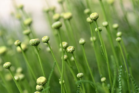 selective focus photo of green petaled flowers thumbnail