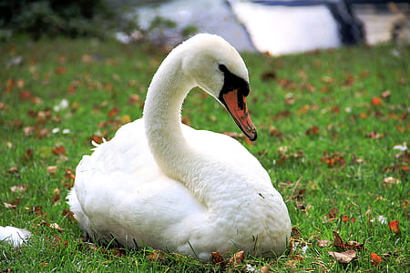 goose sitting on grass thumbnail