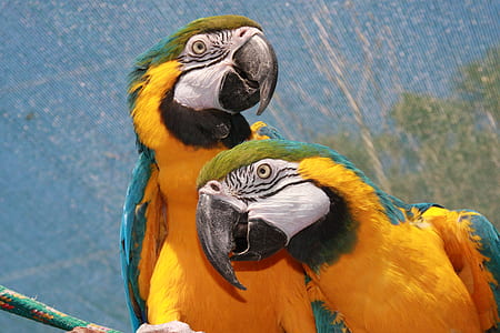 two yellow and green parrots painting thumbnail
