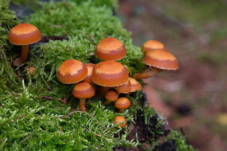 Mushrooms, Wicked Nameko thumbnail