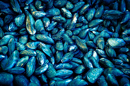 Closeup shot of mussels shellfish thumbnail