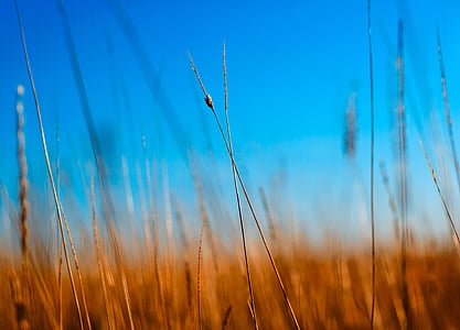 green field in daytime thumbnail