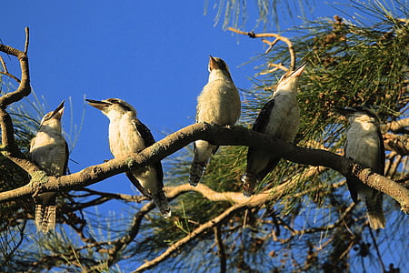 five long-beaked birds on tree branch thumbnail