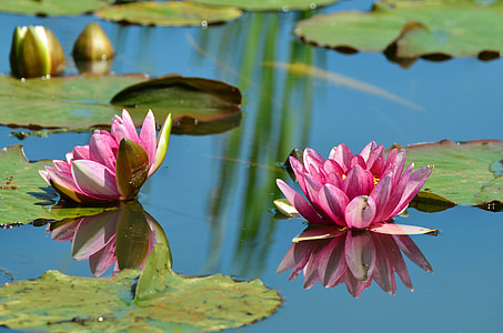 two pink flowers on body of water during day time thumbnail