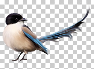 Bird , Bird with Blue Tail , white and brown bird PNG clipart