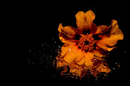 flower, yellow, spehel, black Color thumbnail