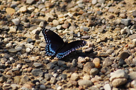 black and white butterfly on grey stone thumbnail