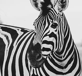 close-up photography of zebra during daytime thumbnail