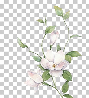 Jasmine Mo Li Hua, White flowers, white magnolia flower PNG clipart
