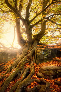 brown and green tree thumbnail