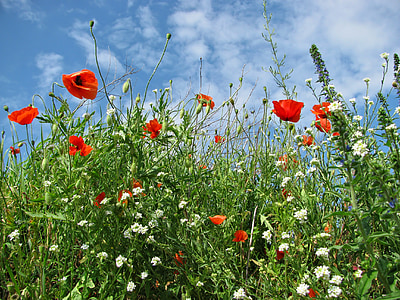 red poppy flower field thumbnail