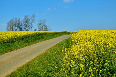 yellow rapeseed flowers thumbnail