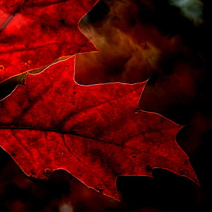 maple leaf thumbnail