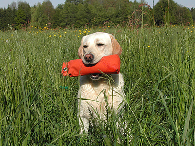 adult yellow Labrador retriever thumbnail
