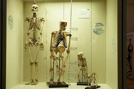 four skeletons display thumbnail