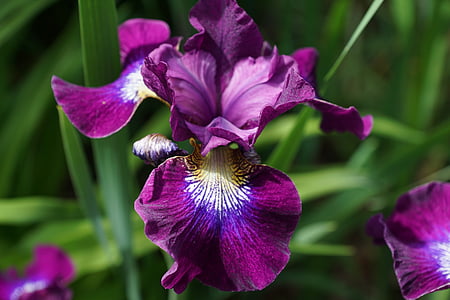 purple flowers thumbnail