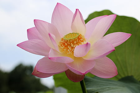 selective focus photo of pink petaled flowers thumbnail
