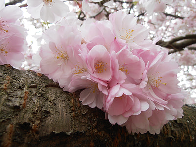 close up view of white and pink flower thumbnail