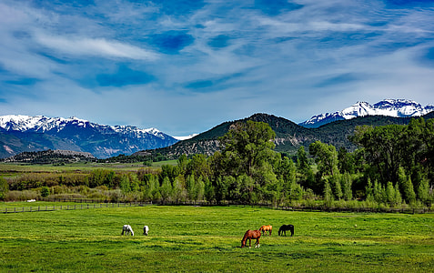 white,brown and black horse on fields near green trees under blue skies during daytime thumbnail