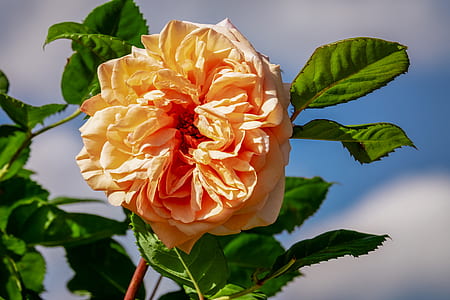 close-up photo of yellow rose thumbnail