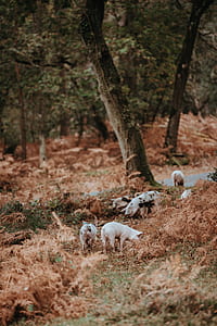 several pigs under tree thumbnail