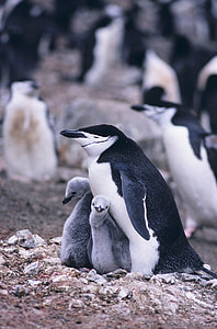 selective focus photography of black and white penguin and two young penguins standing on ground thumbnail