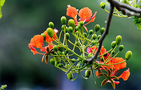 Focus Photography of Orange and Green Flowers thumbnail