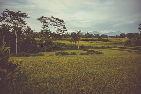 green trees beside green grass thumbnail