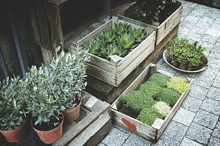 assorted plants thumbnail