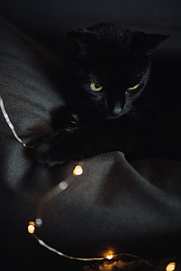 Black cat and fairy lights thumbnail