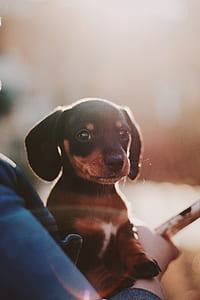 adult black and brown dachshund thumbnail