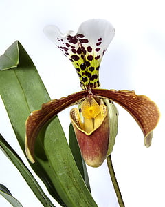 close-up photo of brown, yellow, and white lady's slipper orchid thumbnail