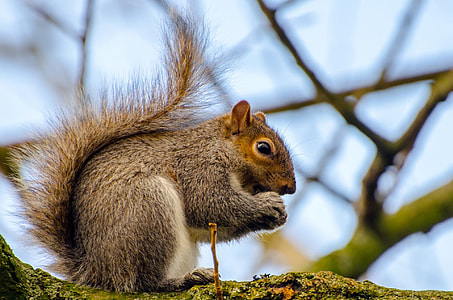 selective focus photography of brown Squirrel thumbnail
