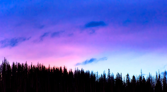 silhouette photography of trees during daytime thumbnail