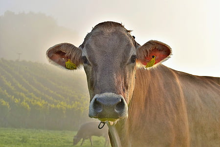 close-up photo of cattle on green field thumbnail
