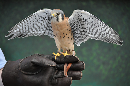 photo of white and black bird on person hand with leather glove thumbnail
