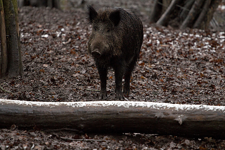 black wild boar on forest thumbnail