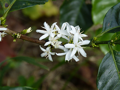white flowers on tree branch thumbnail