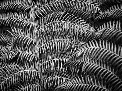 grayscale photo of fern leaves thumbnail