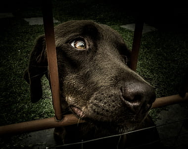 short-coated black dog thumbnail