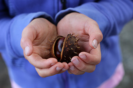 person holding spiky shell thumbnail