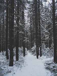 trees on snow field thumbnail