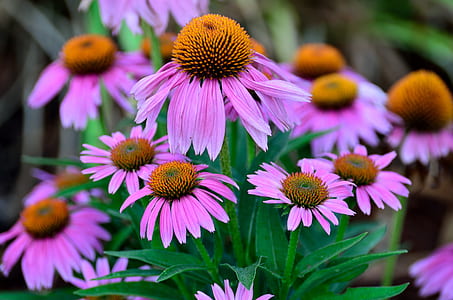 close-up photo of yellow and pink flowers thumbnail