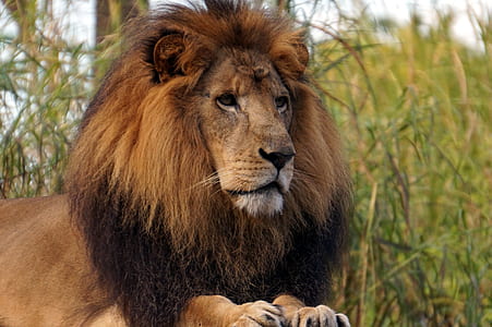 closeup photo of lion on grass field thumbnail